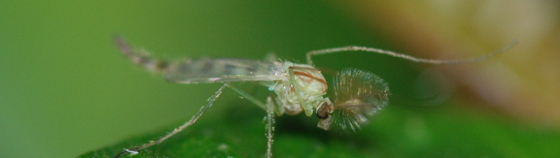 The Midges in Ireland