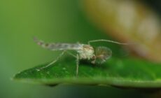 midges