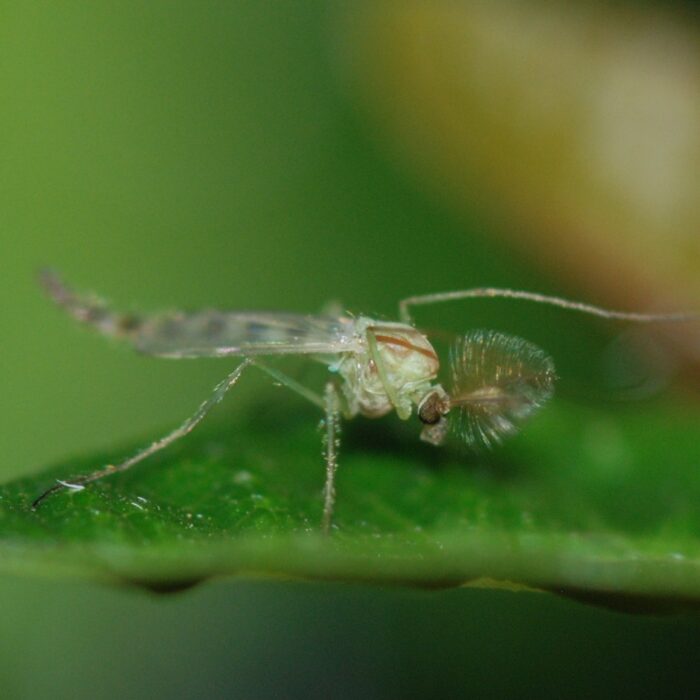 midges