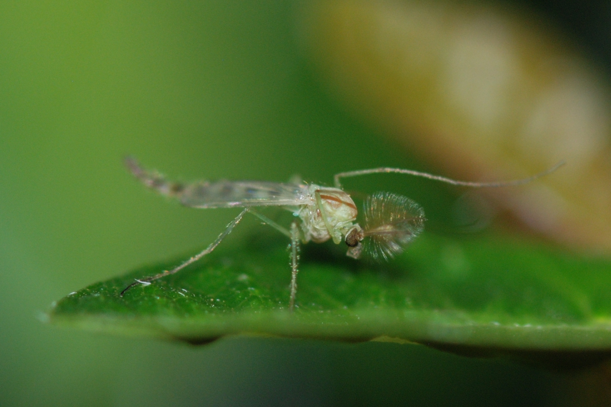Un midge - MirandaKate - cc
