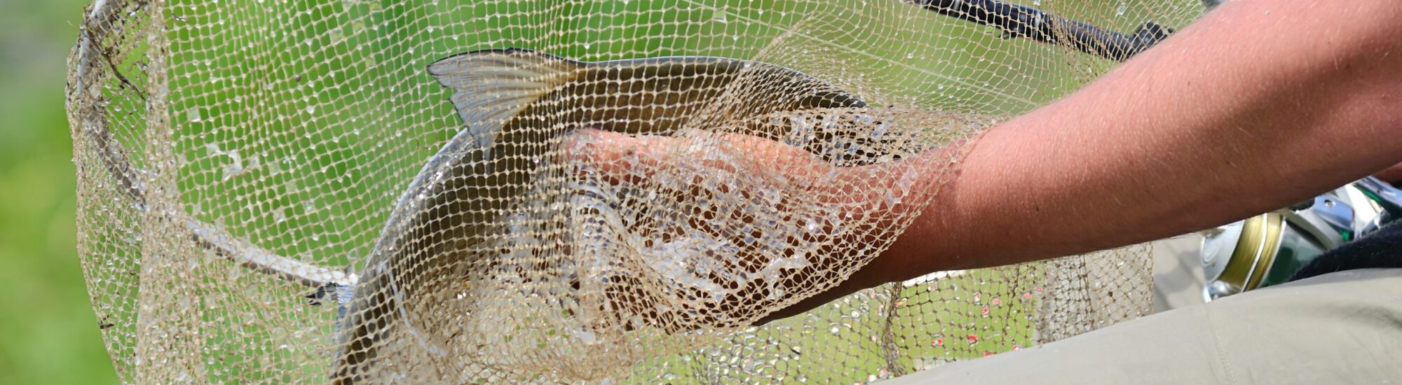 Fishing regulations in Ireland