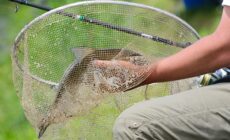 peche scaled