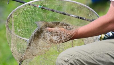 peche scaled