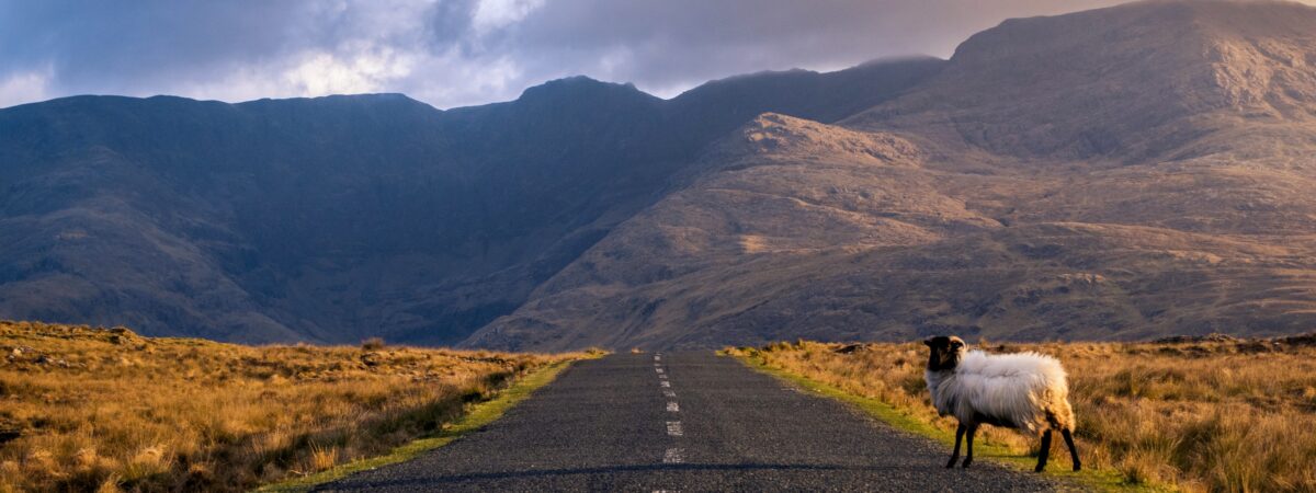 Un mouton sur une route dans le Connemara en Irlande - © Roberto Medeiros