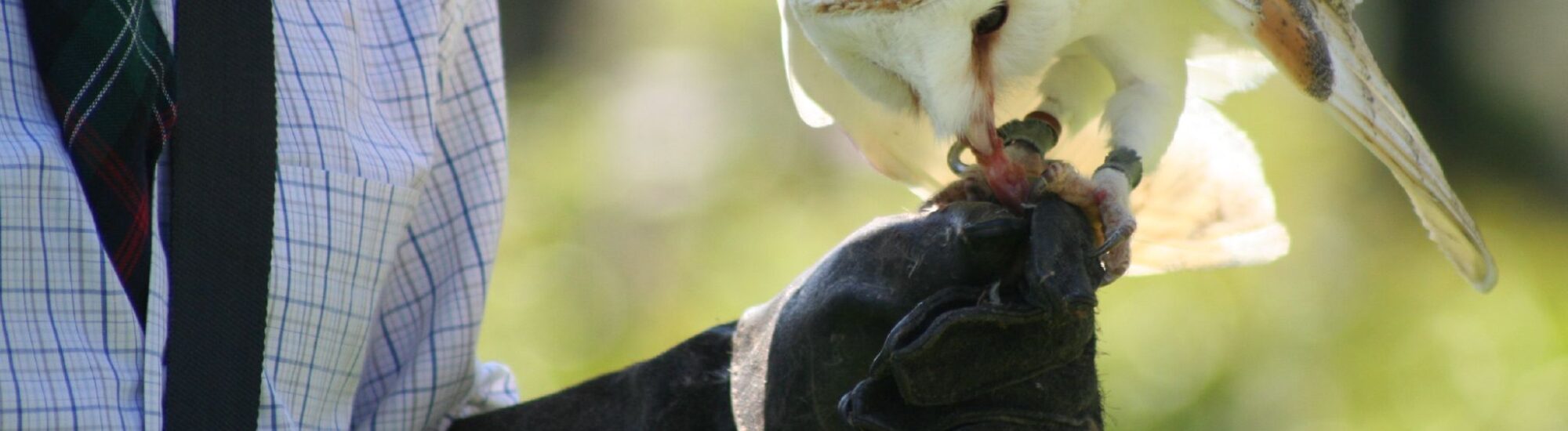 Falconry