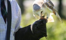 falconry