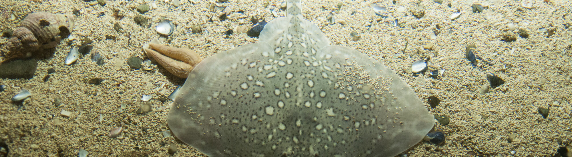 Irish Aquariums