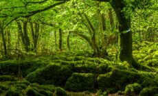 mossy woods