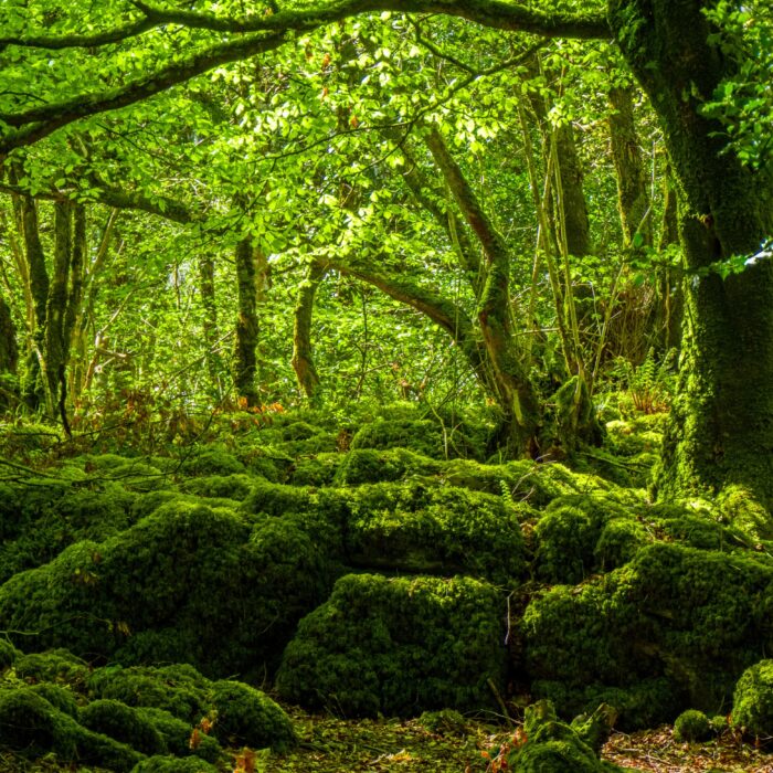 mossy woods