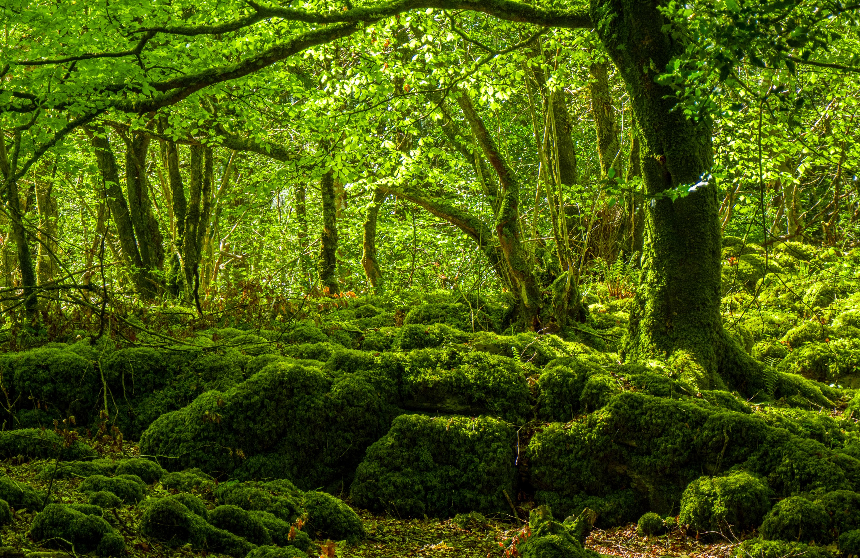 La Mossy Woods - © 4kclips