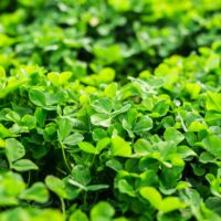Irish folklore