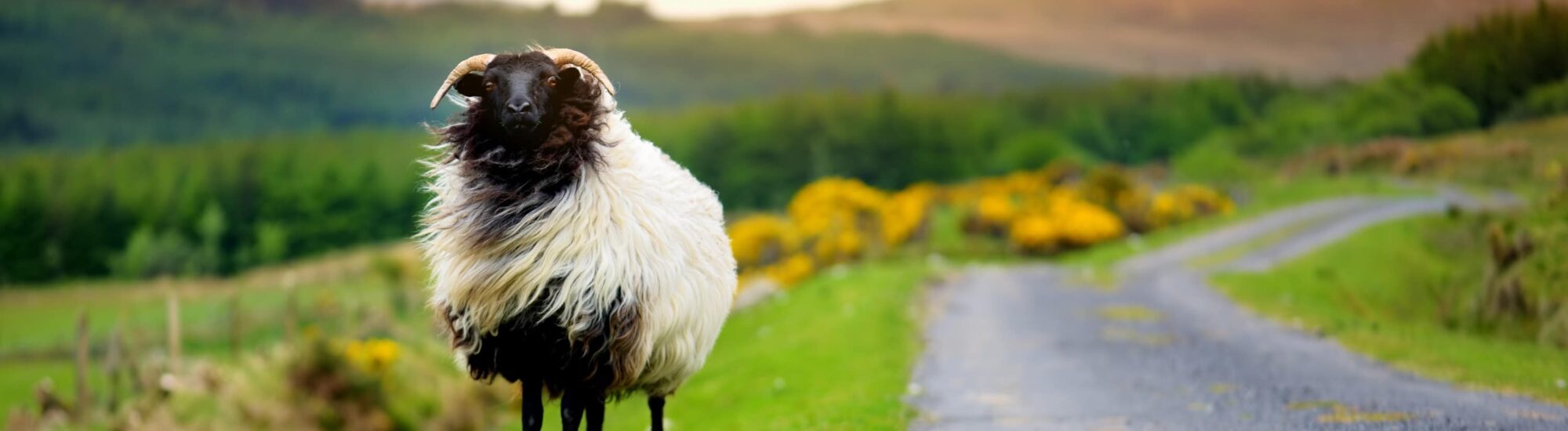 Working on a farm in Ireland