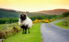 mouton irlande
