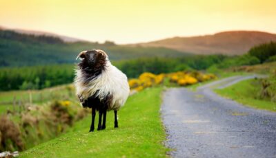 mouton irlande