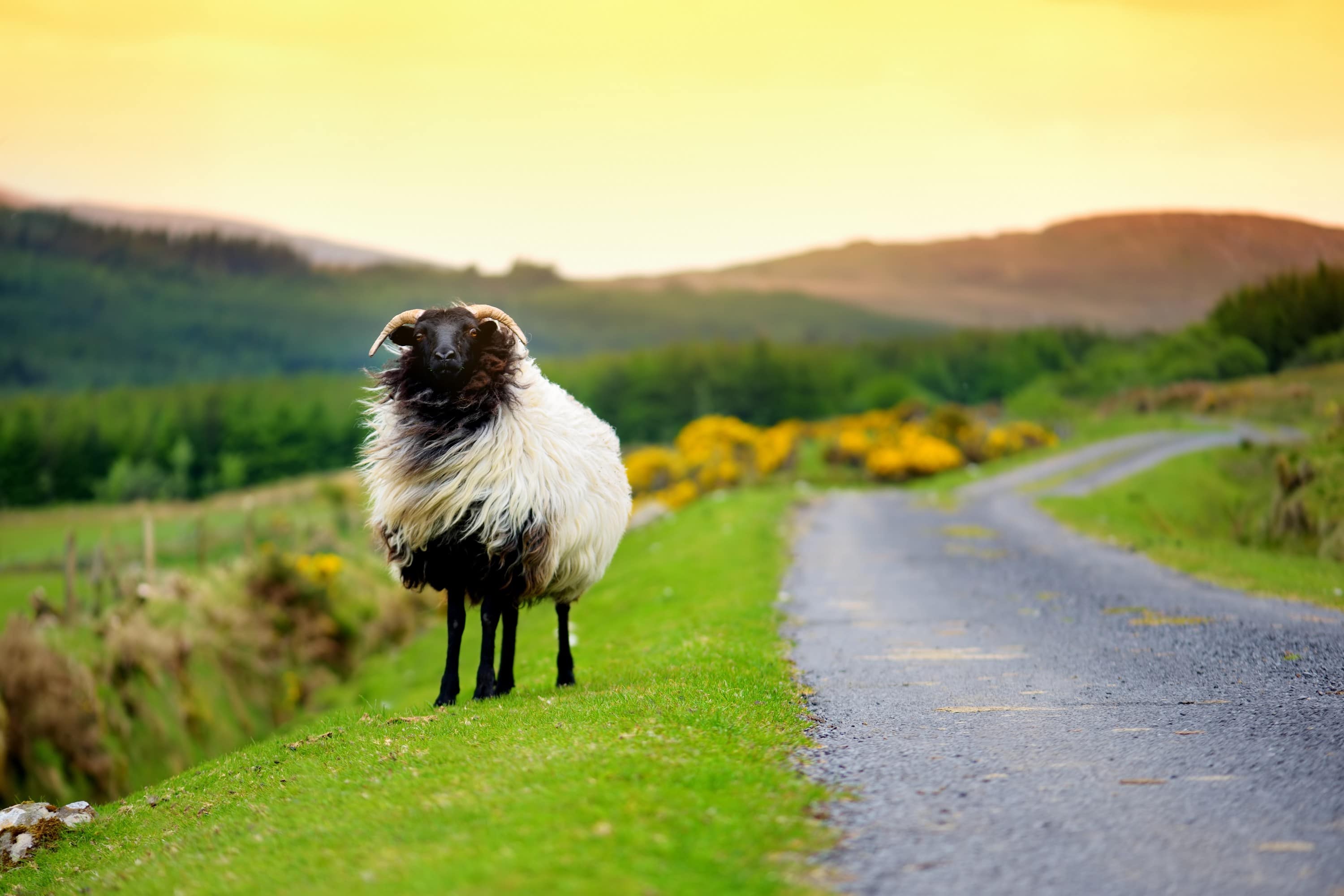 Un mouton en Irlande - © MNStudio