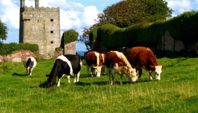 carrigaholt castle 1