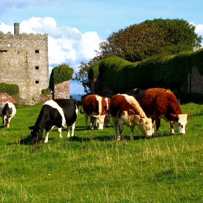 carrigaholt castle 1
