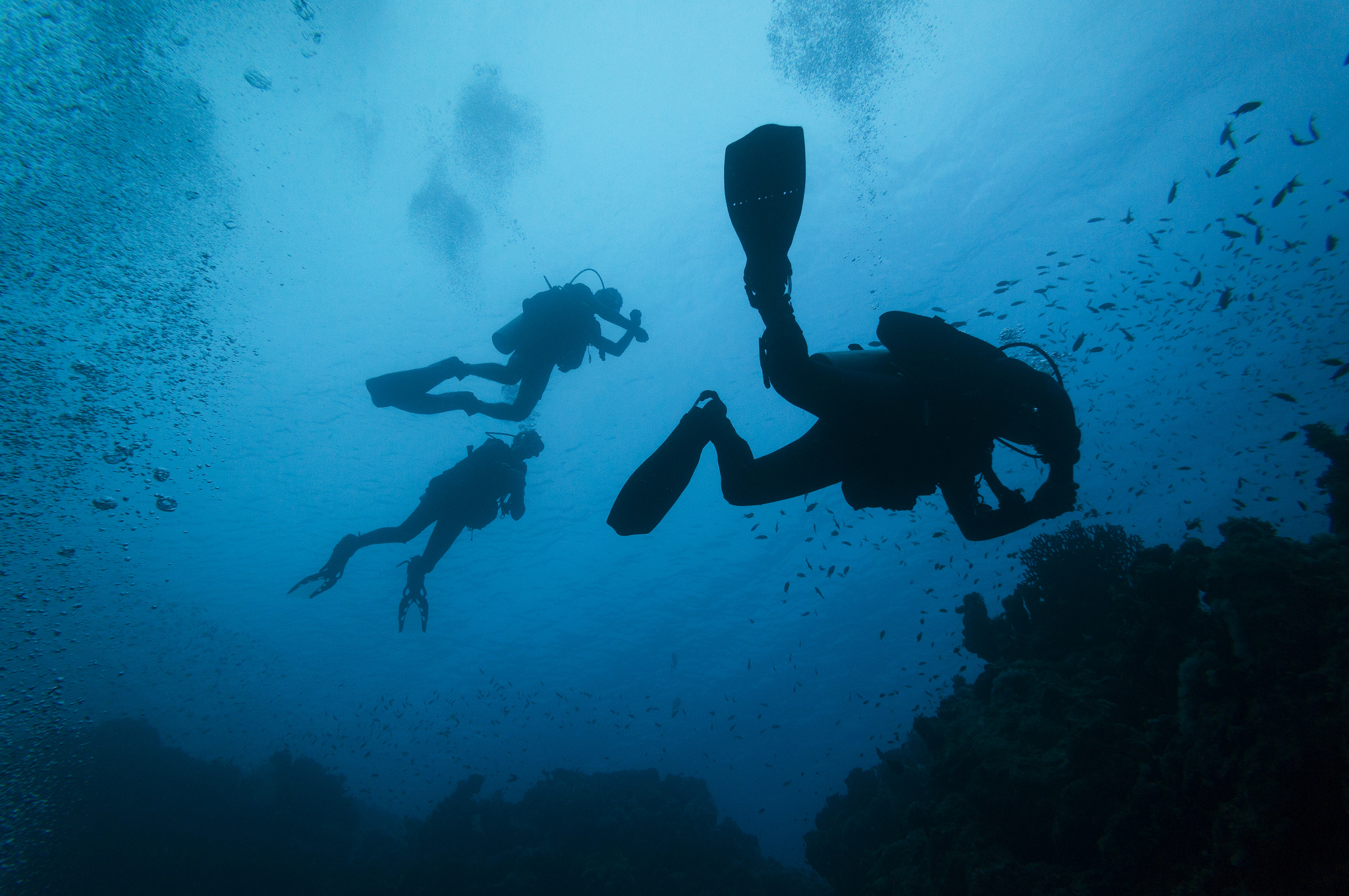 Plongée sous-marine - Malcolm Browne - cc