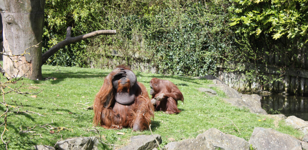 The Dublin Zoo Zoo in Phoenix Park • Go to