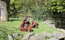 dublin zoo