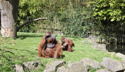 dublin zoo