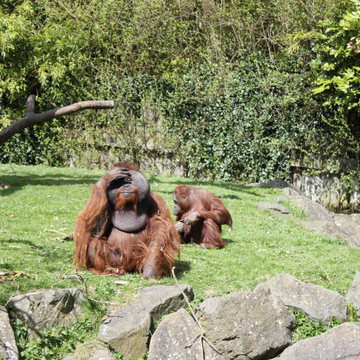 dublin zoo