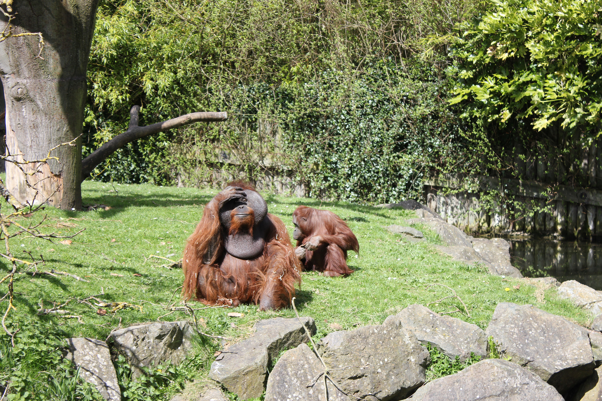 Le Dublin Zoo - Rennings - cc