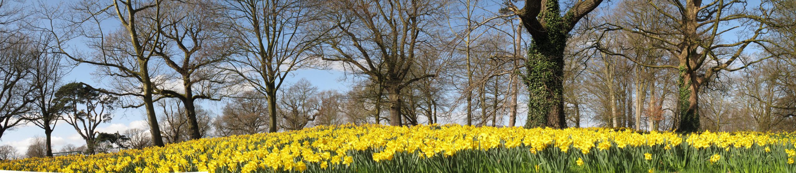 Un champ de jonquilles du Barnett Demesne - Kathryn Cochrane - cc