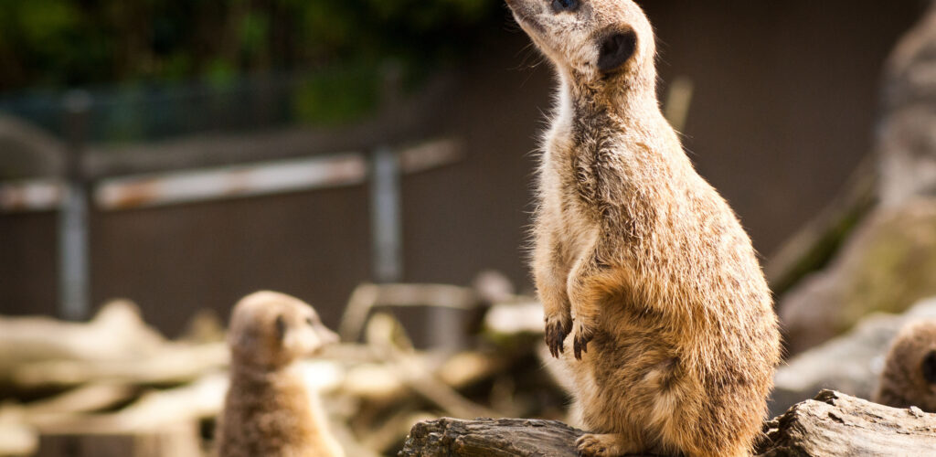 Belfast Zoological Gardens • Go to