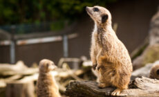 belfast zoological gardens 1