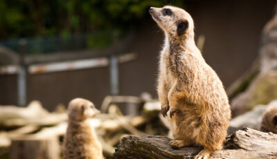 belfast zoological gardens 1