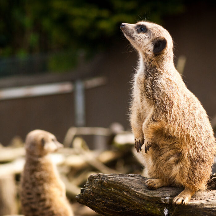 belfast zoological gardens 1
