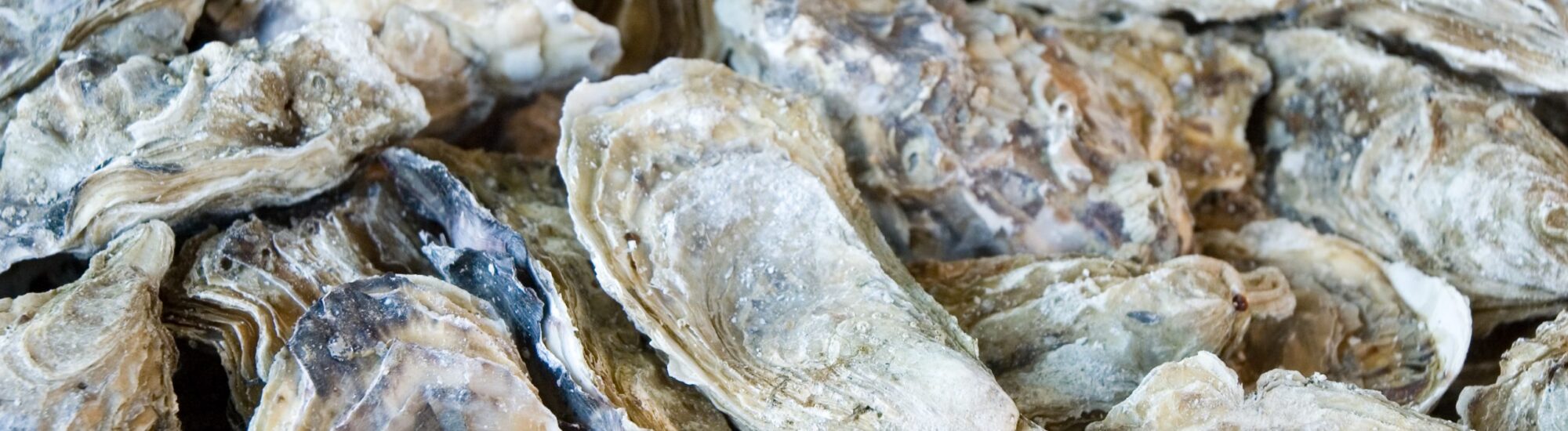 Hillsborough oysters