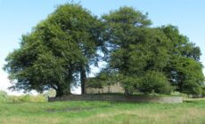 monaincha abbey 1
