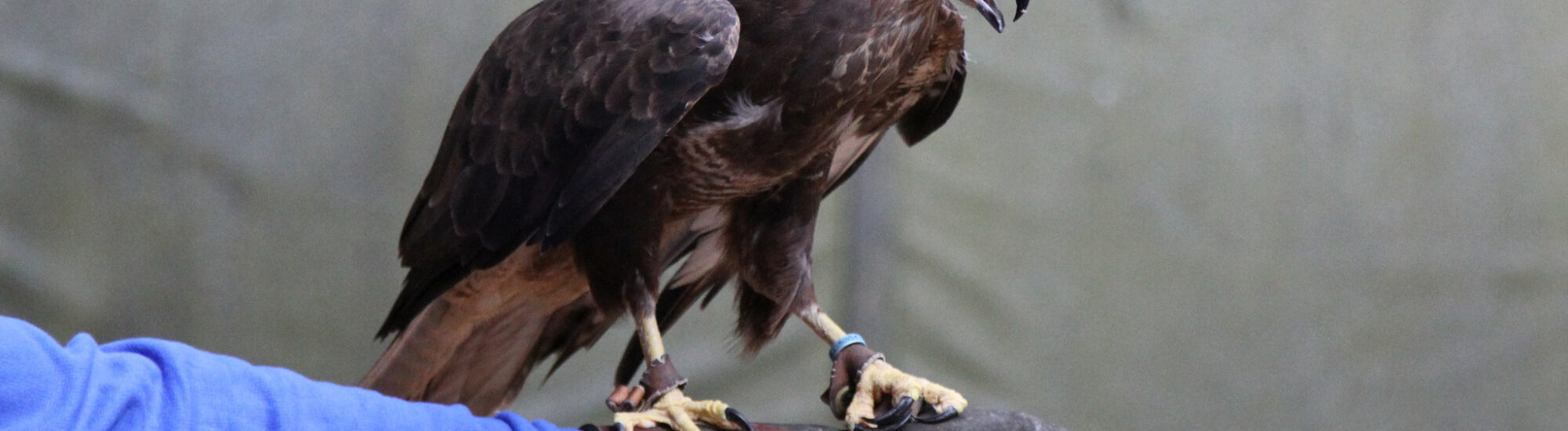 The Burren Birds of Prey Centre