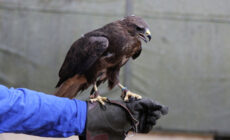 aigle