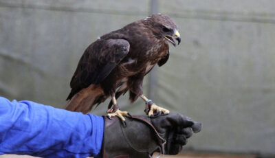 aigle