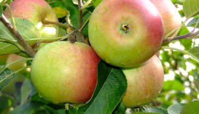 pommes