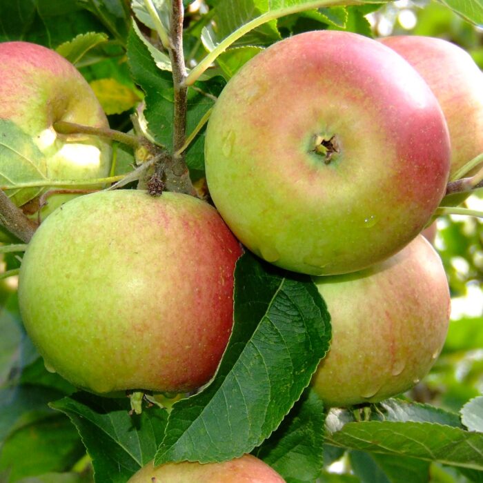 pommes