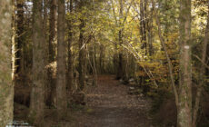merlin woods park