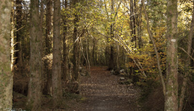 merlin woods park