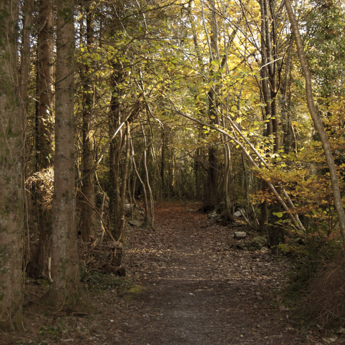 merlin woods park