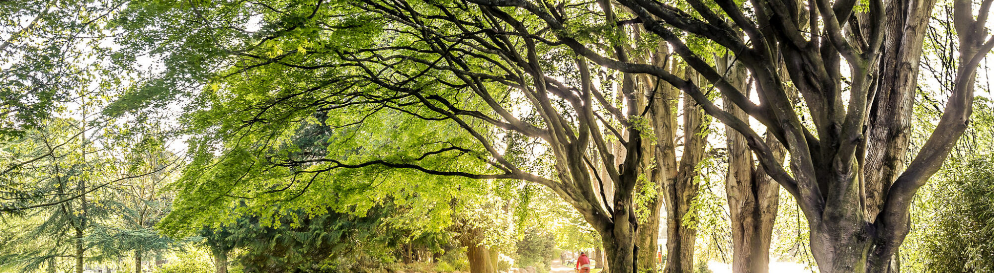 Irish parks and gardens