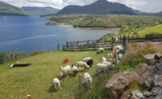killary sheep farm 1