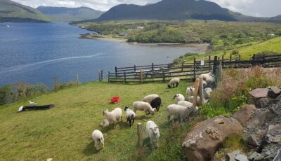 killary sheep farm 1