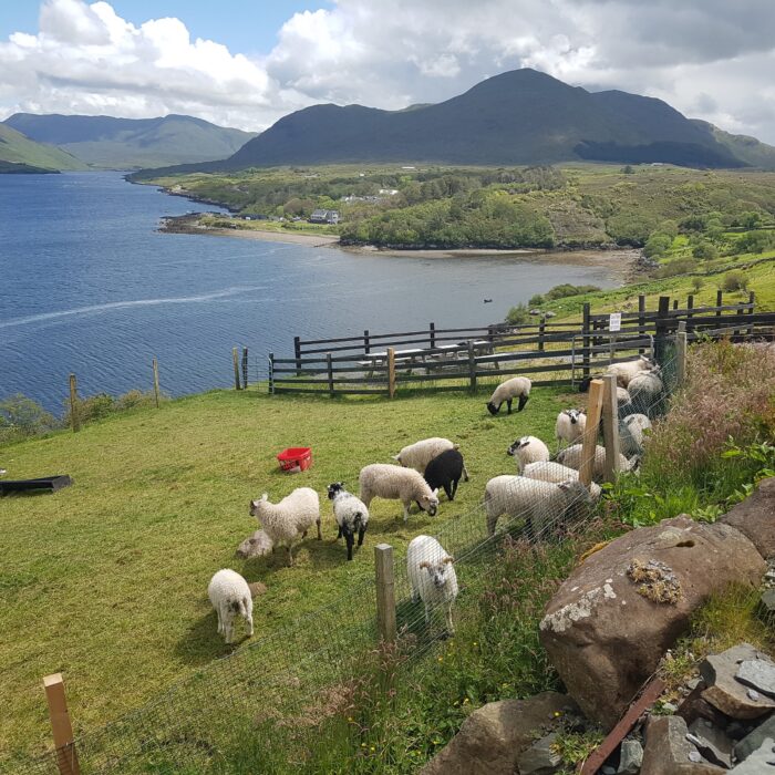 killary sheep farm 1