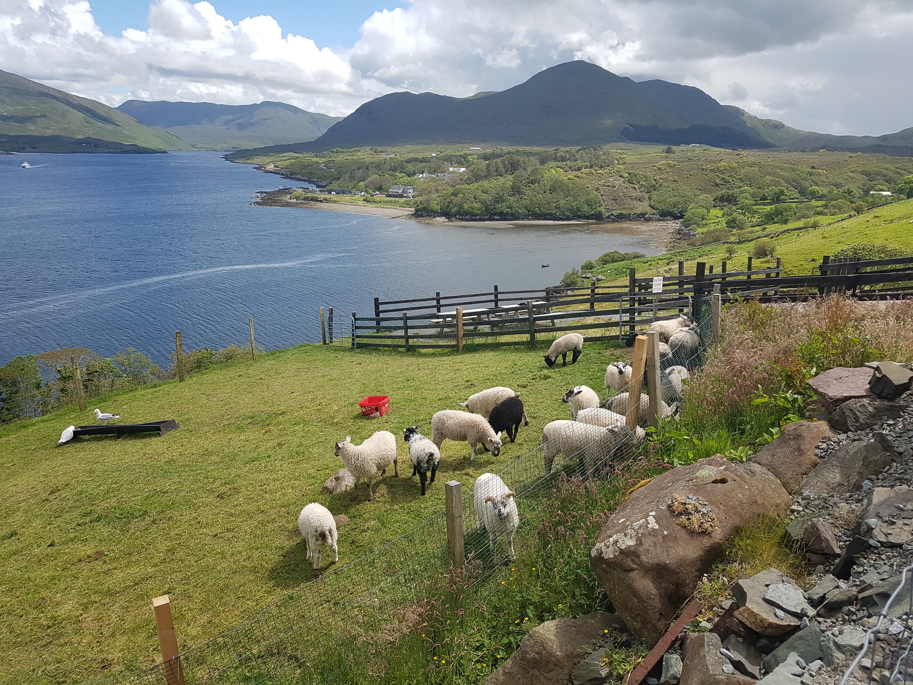La Killary sheep farm - © Anika