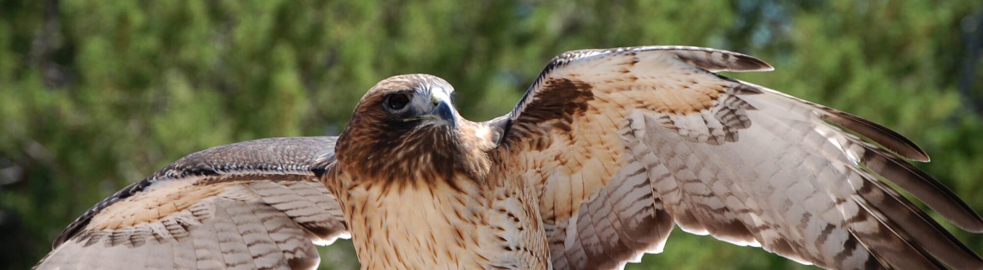 The Mayfield Birds of Prey