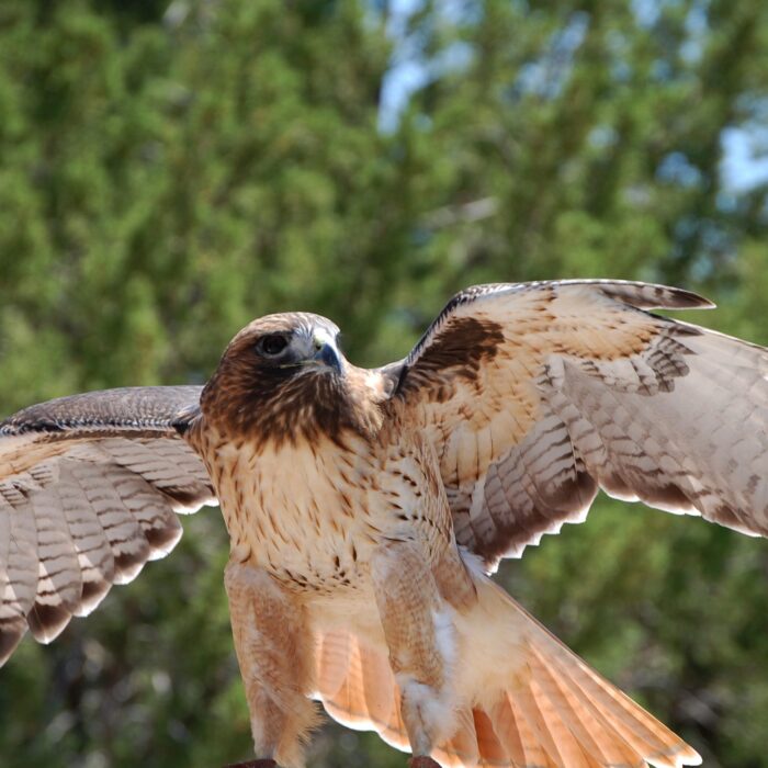 aigle scaled