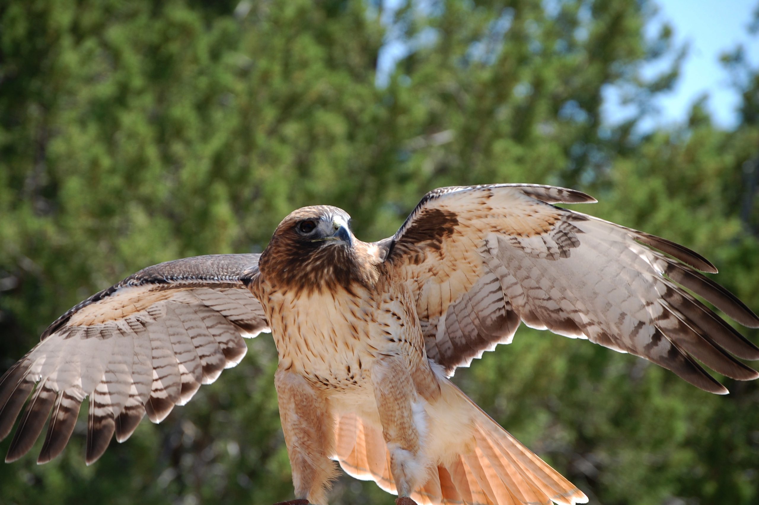 Une aigle - ~Pawsitive~Candie_N - cc